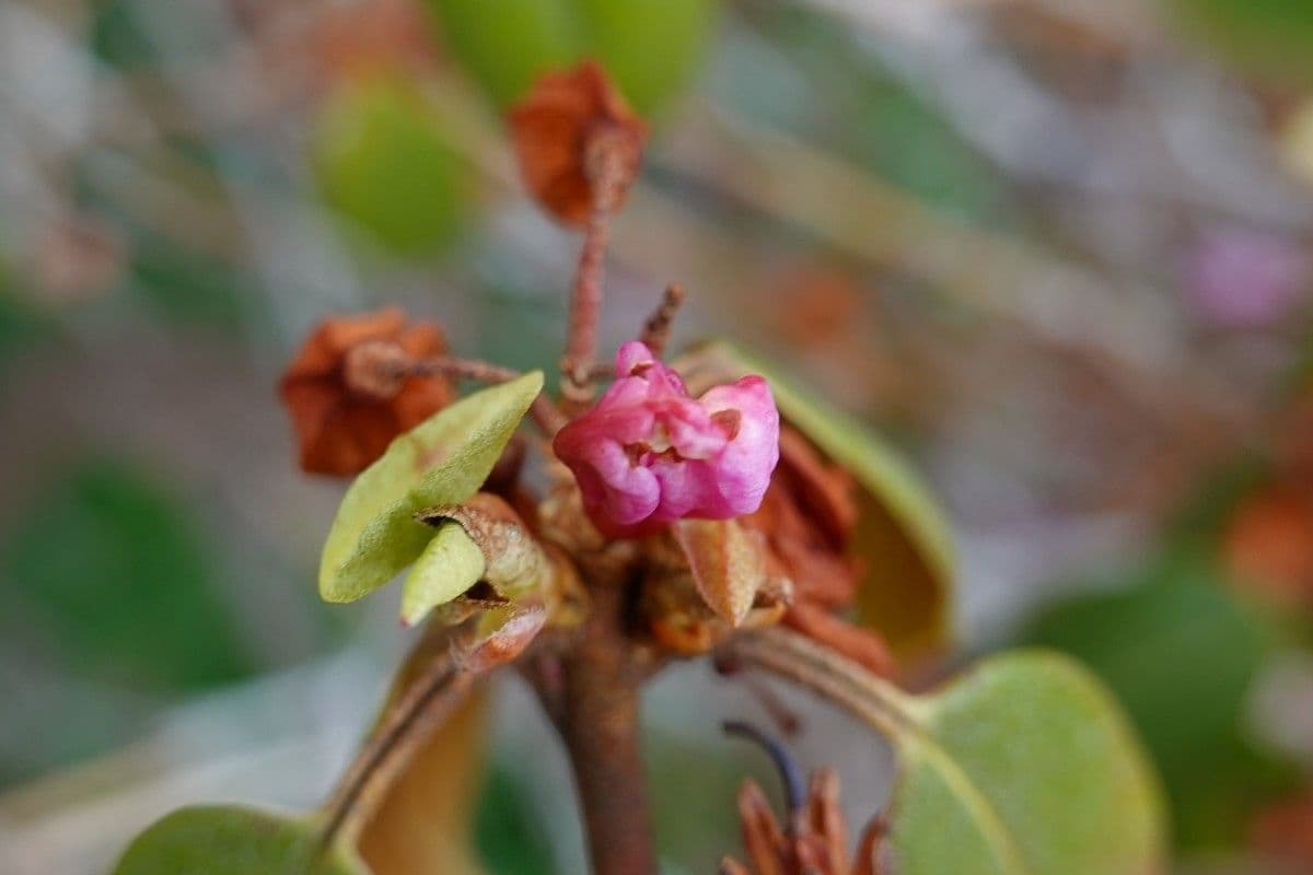 Rododendron rezavý 20