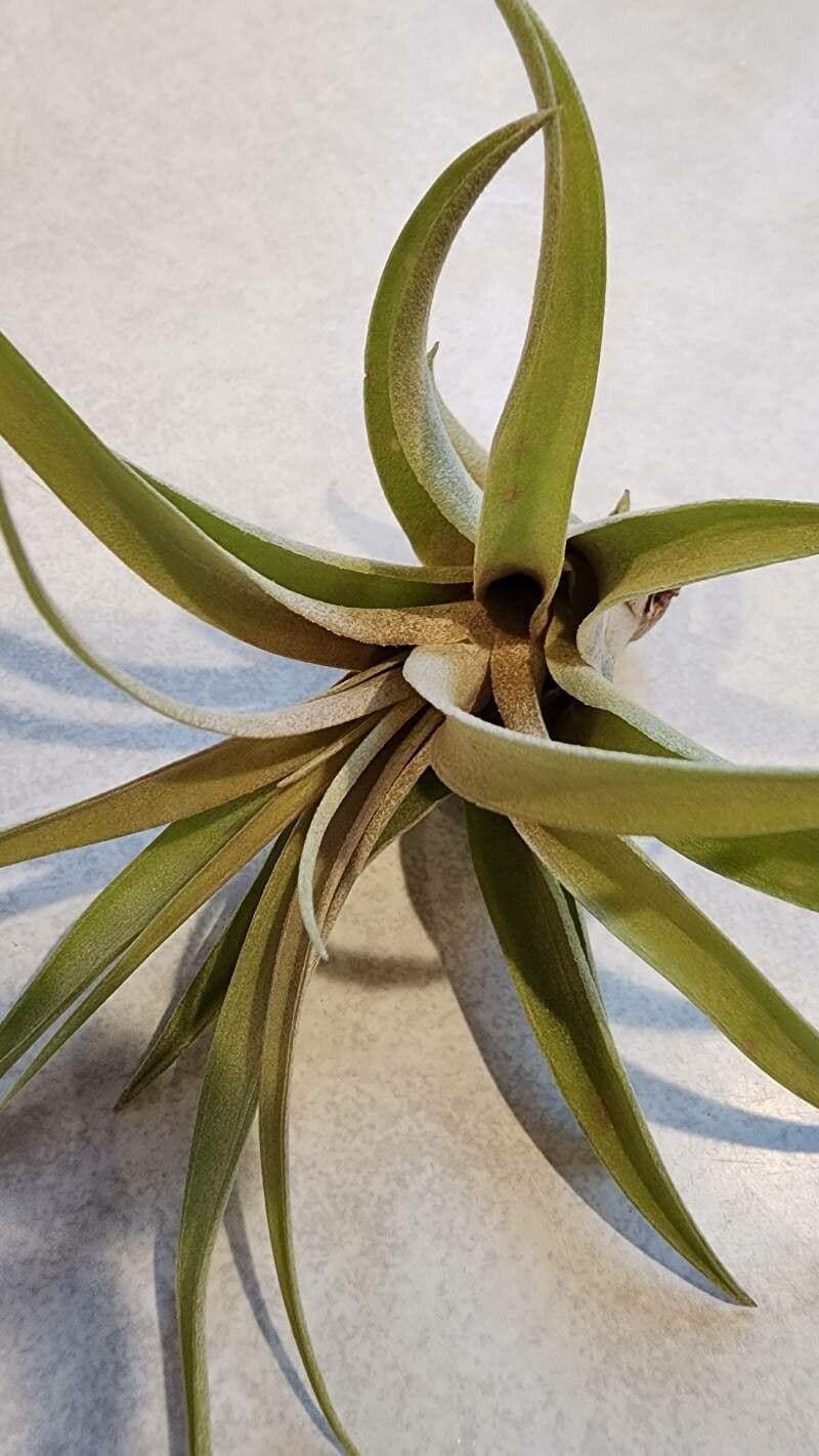 Tillandsia pancia 15