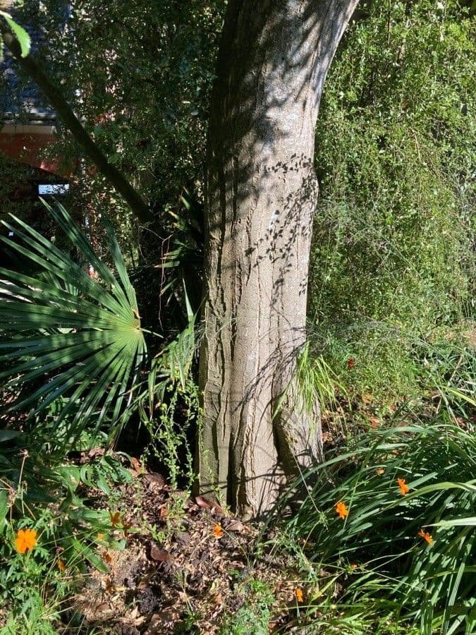 Sechstiiger Hoheria 11