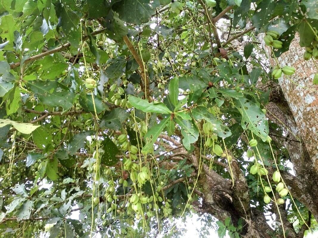 Barringtonia 13