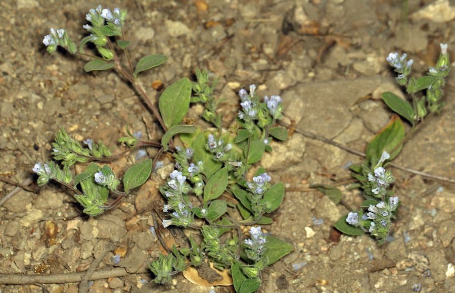 Phacelia 8