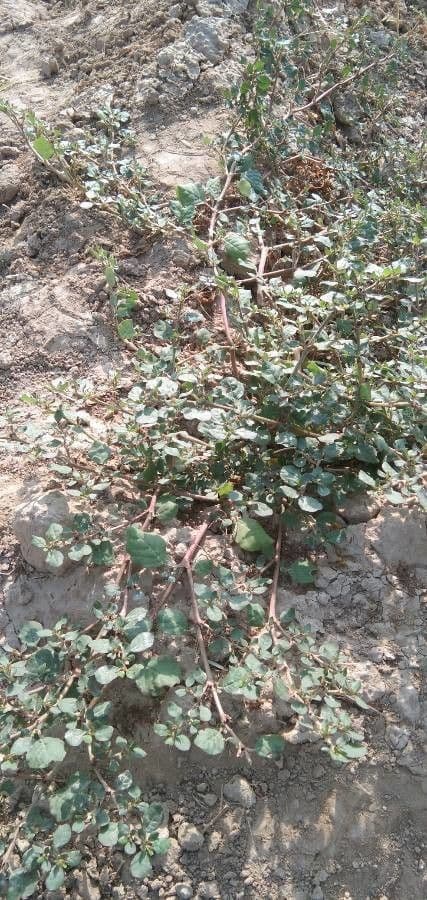 Boerhavia diffusa 22