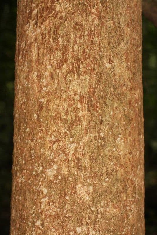 Hevea guianensis 5
