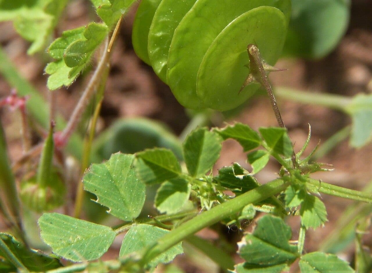 Erba medica orbicolare 25