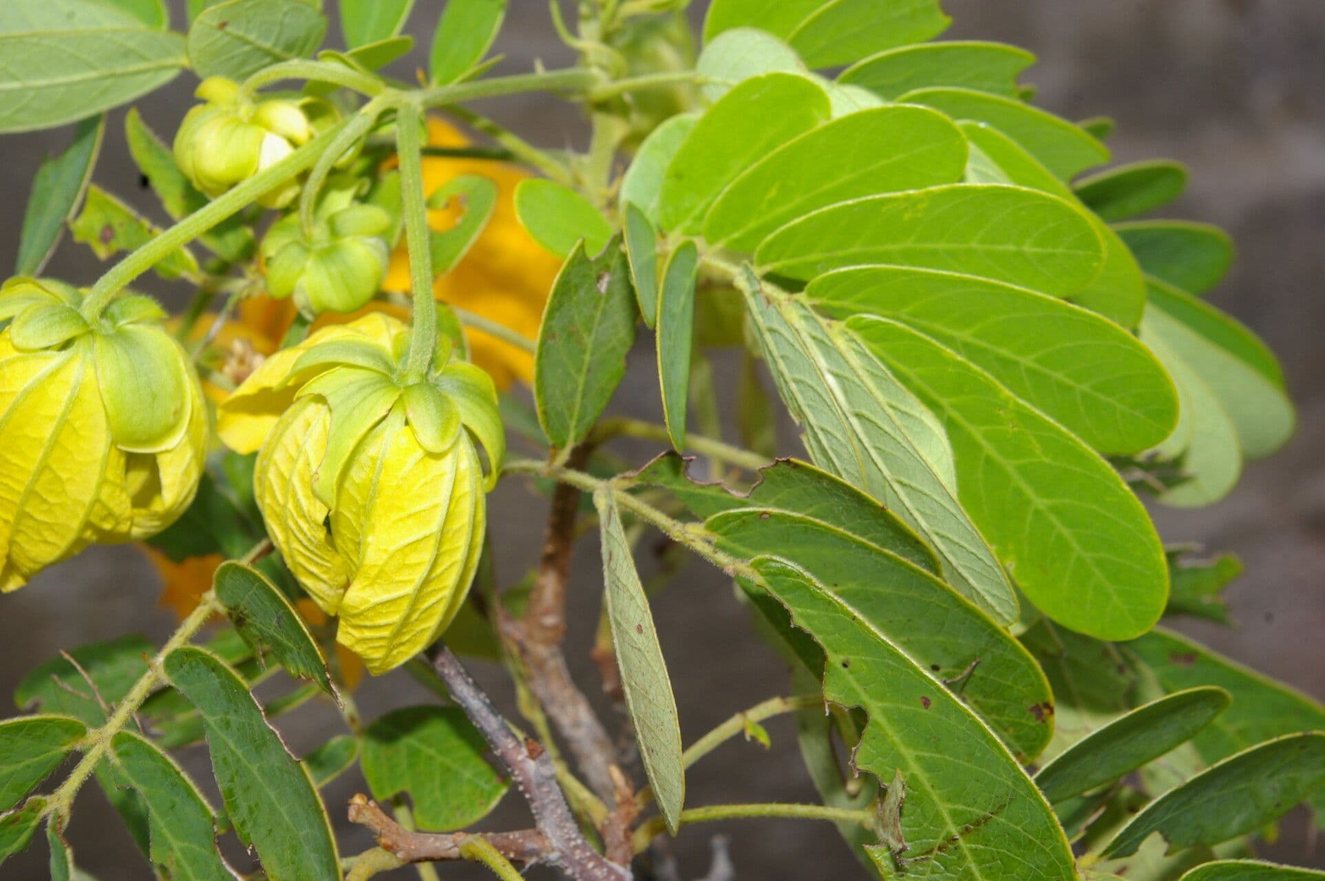 Senna 9