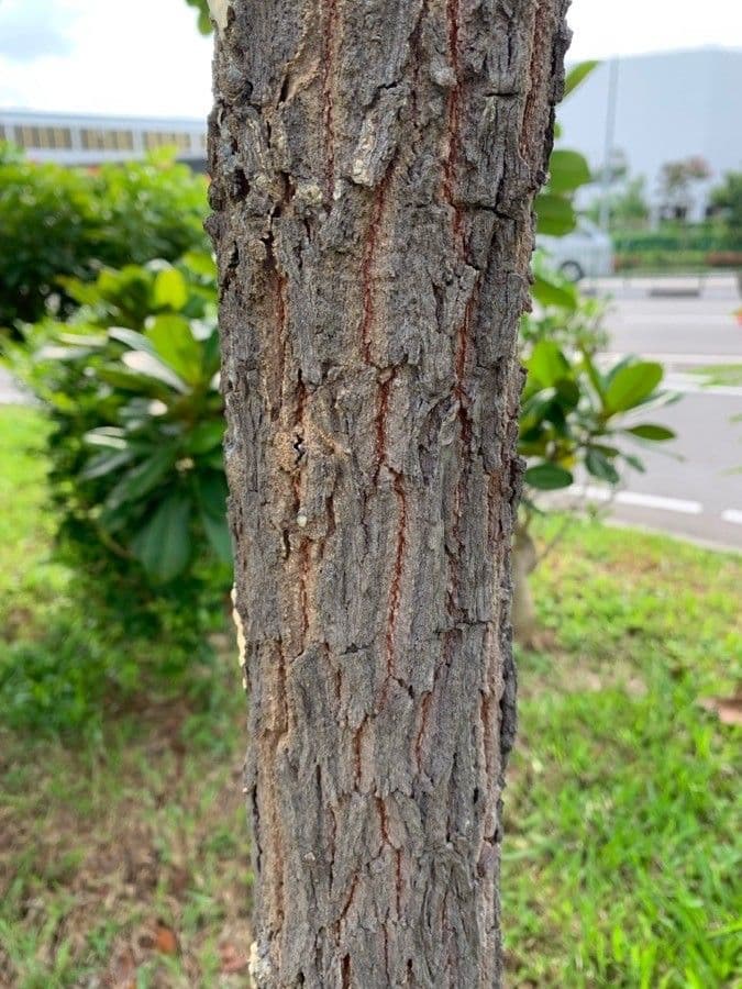 Dipterocarpus 10