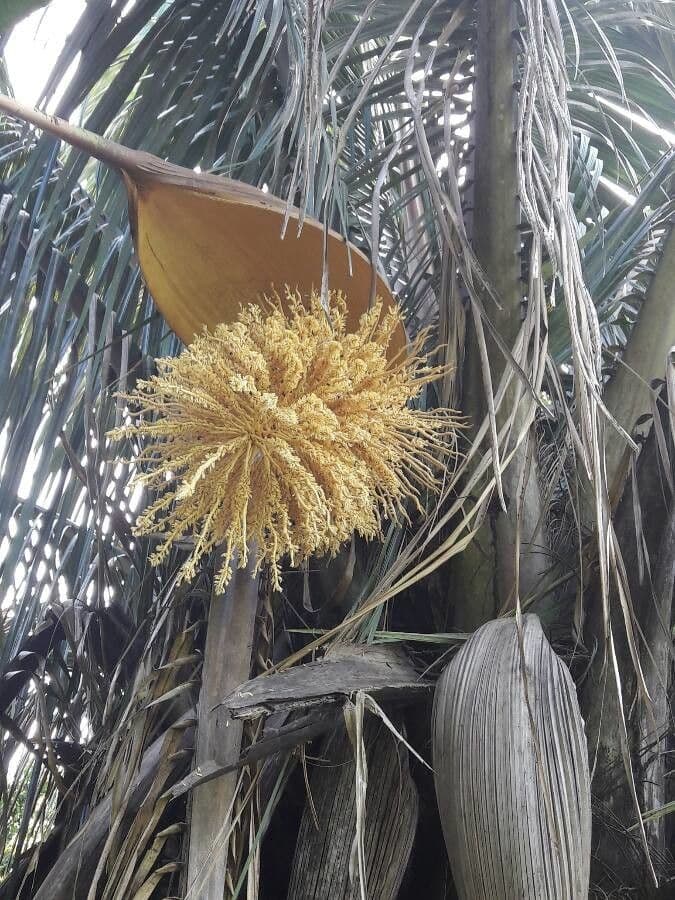Palma Attalea 5