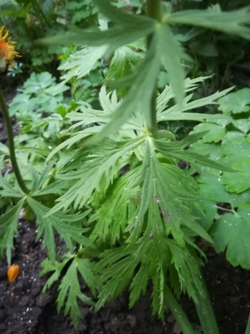 Globeflora asiática 8