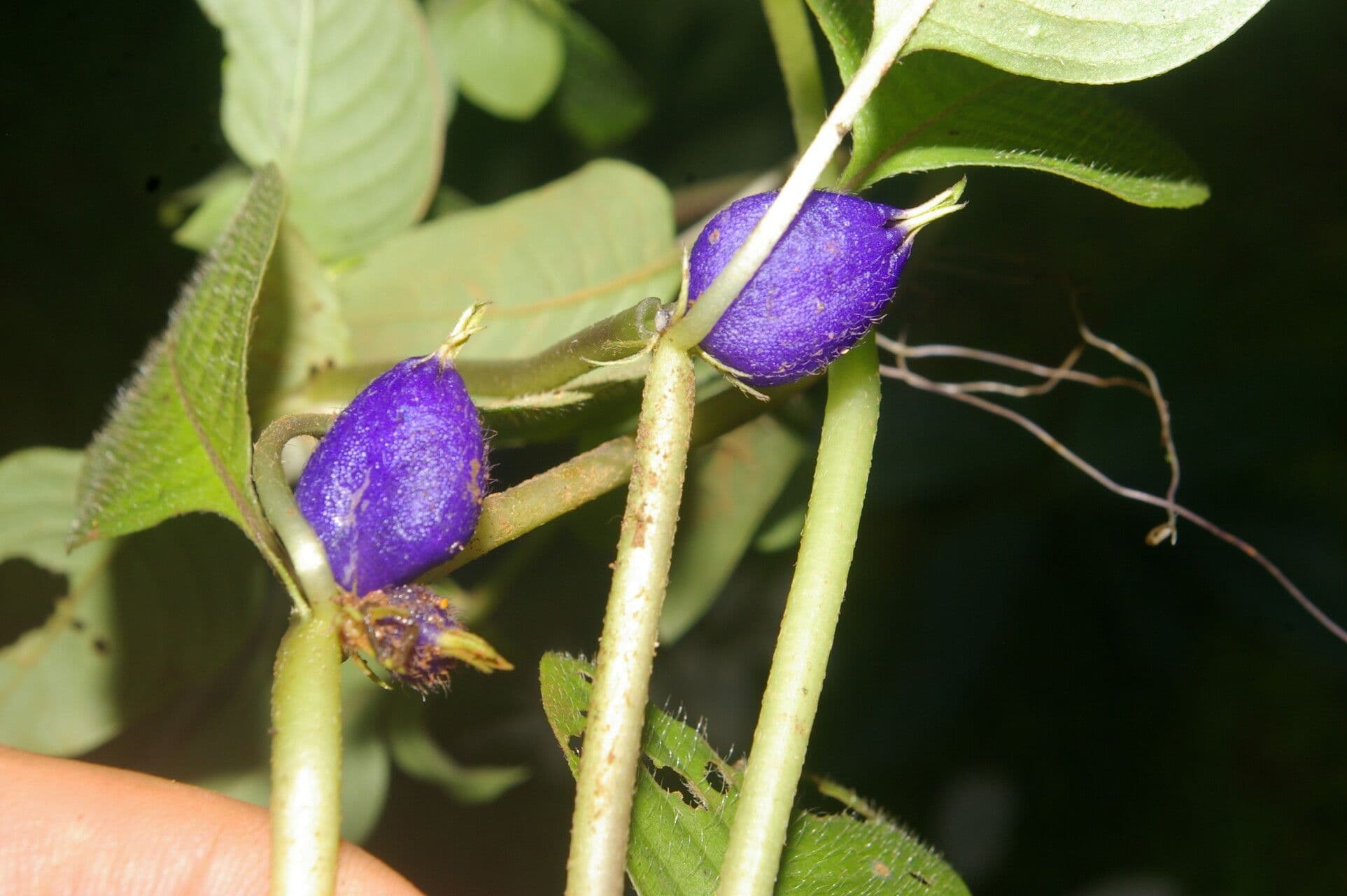 Coccocypselum 4