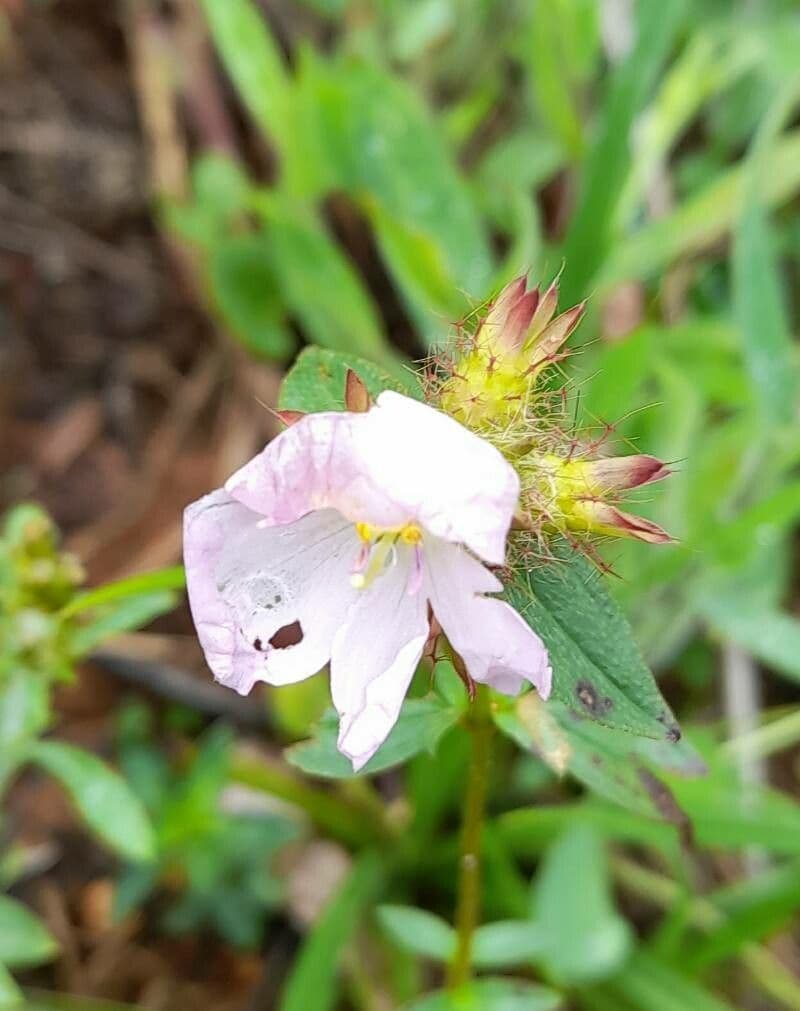 Falsa prateria 5