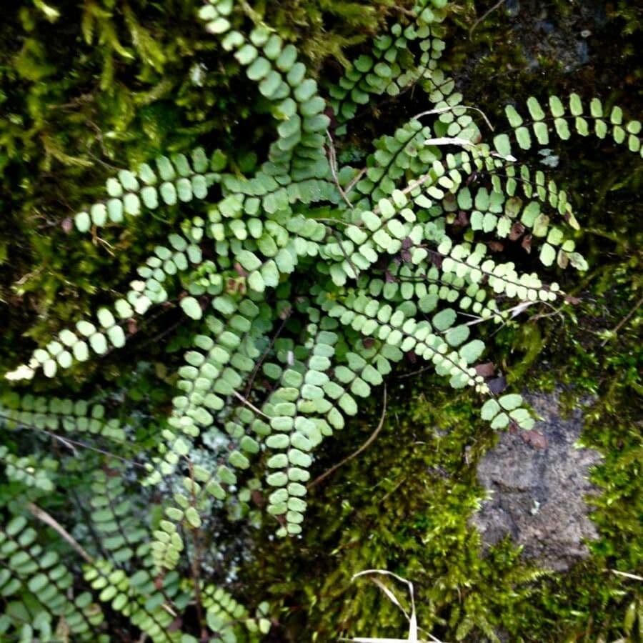 Erba rugginina 13