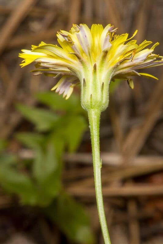 Hypochaeris cretensis 4