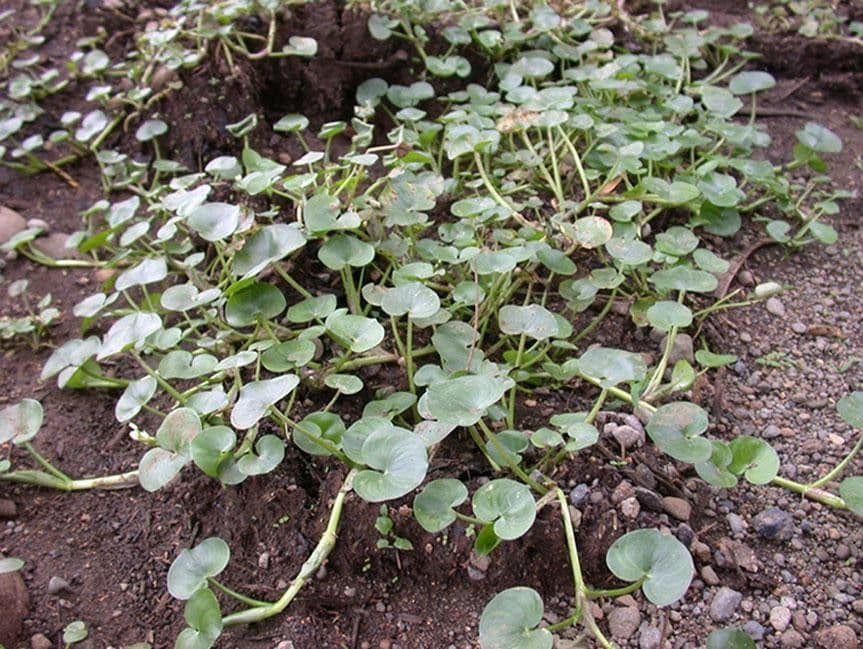 Heteranthera 9