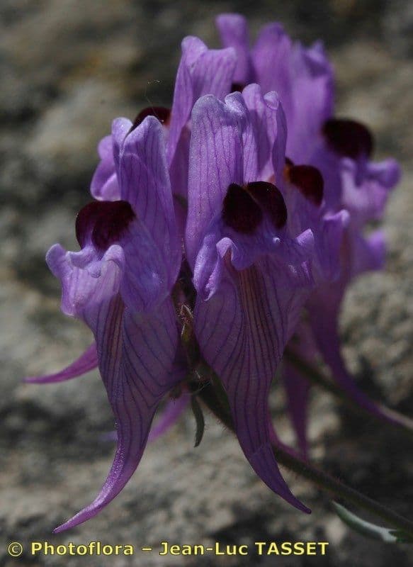 Linaria verticillata 6