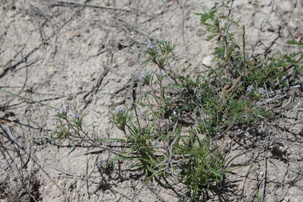 Ipomopsis trpasličia 3