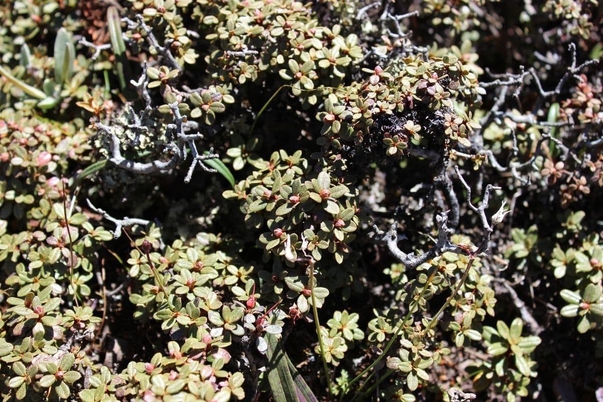Rododendro 5