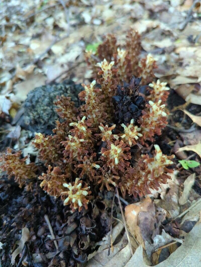 Conopholis 7