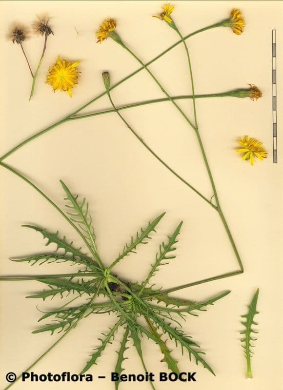 Radicchiella autunnale 28