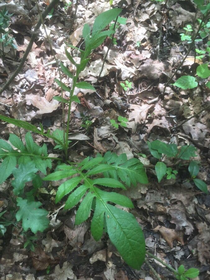 Serratula comune 17