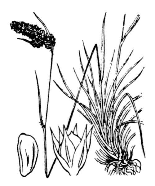 Luzula espigada 19