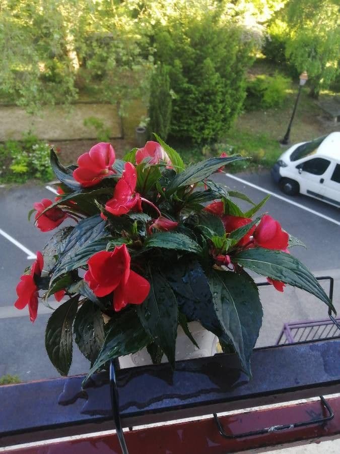 Fleißiges Lieschen 4