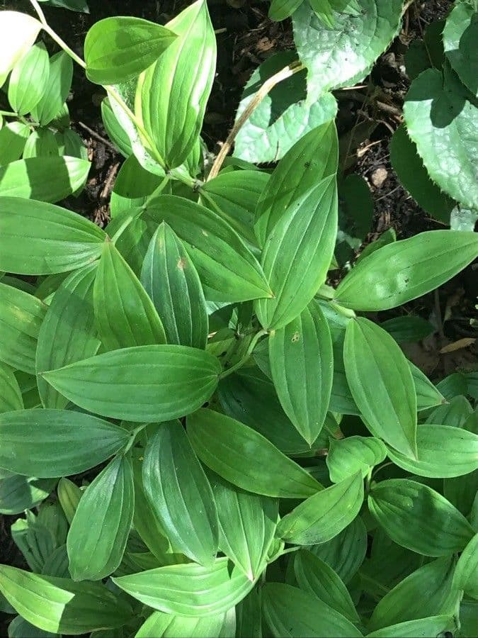 Smilax-Glockenblume