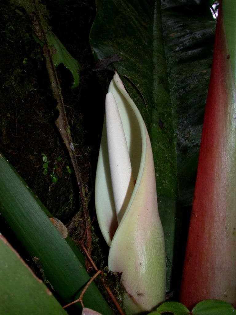 Filodendro 4