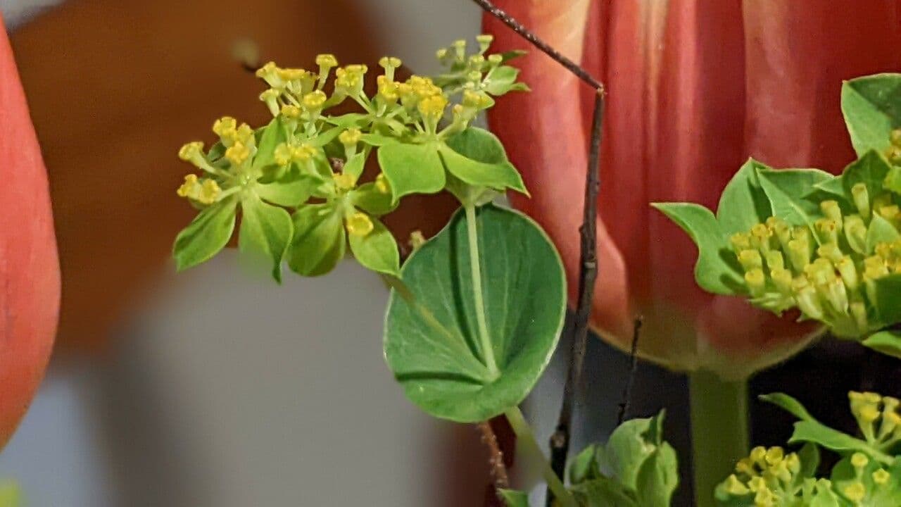 Bupleurum rotundifolium 17