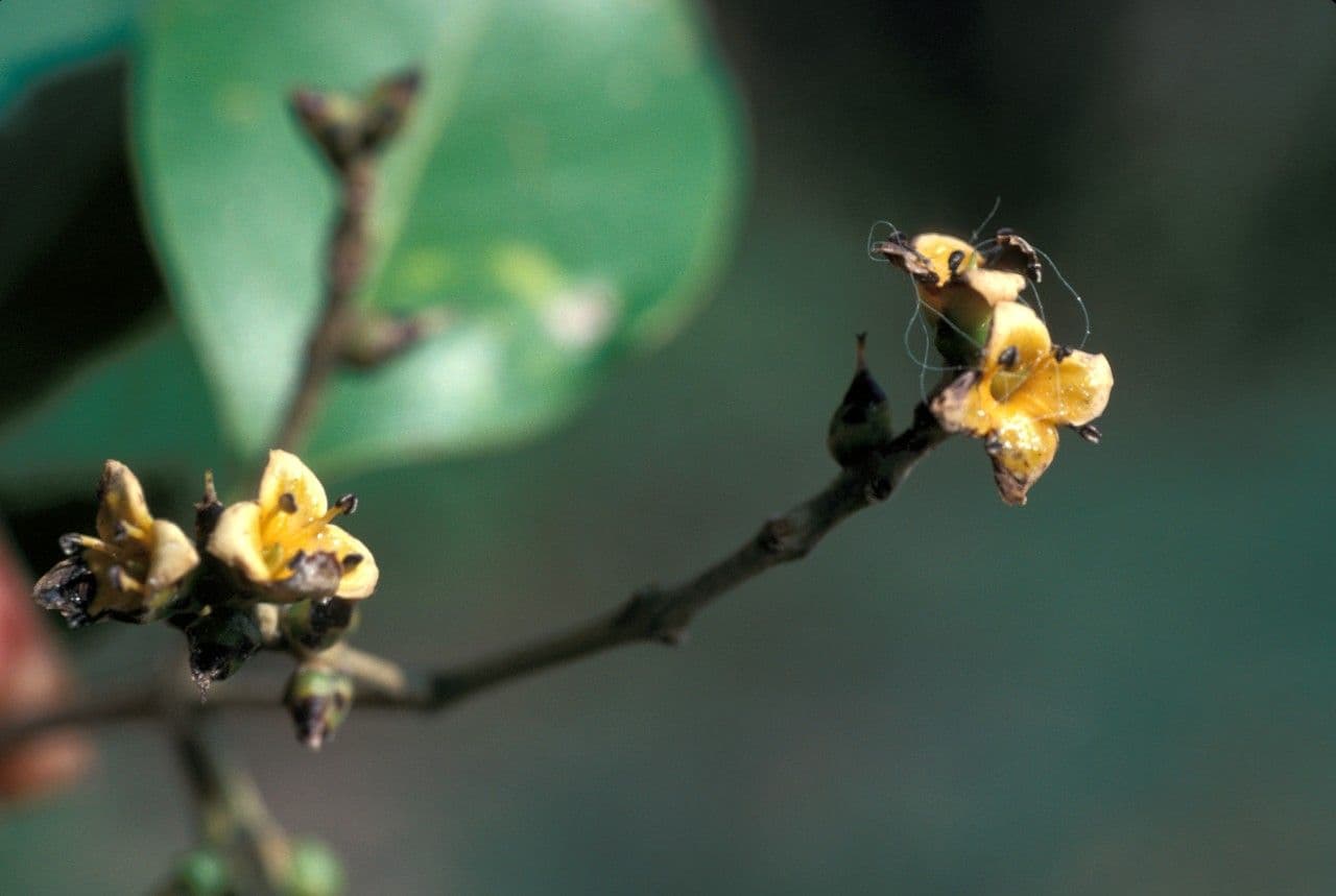 Avicennia 2