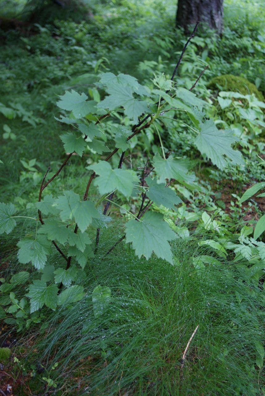 Ribes petraeum 14