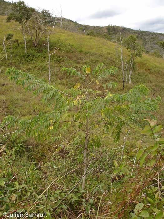 Trema canapa 4
