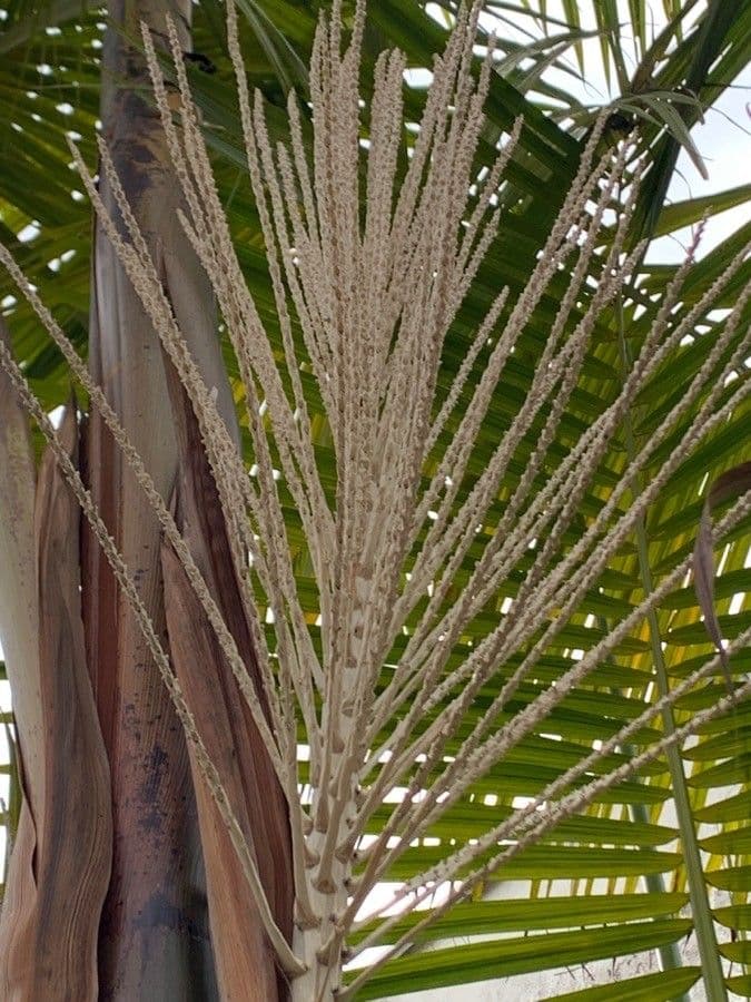 Açai 10