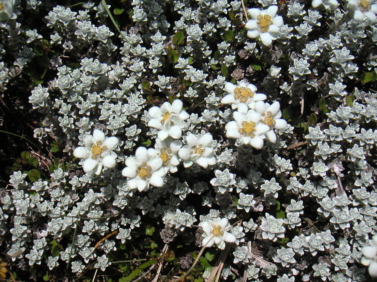 Südinsel-Edelweiß 2