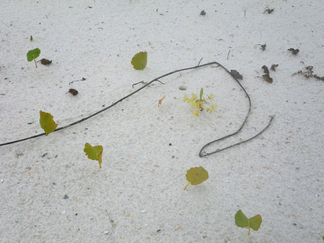 Hydrocotyle bonariensis 7