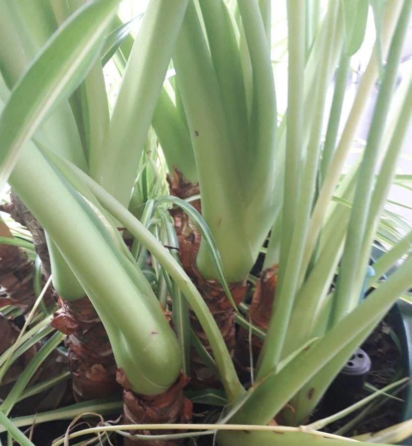 Monstera lahodná 24