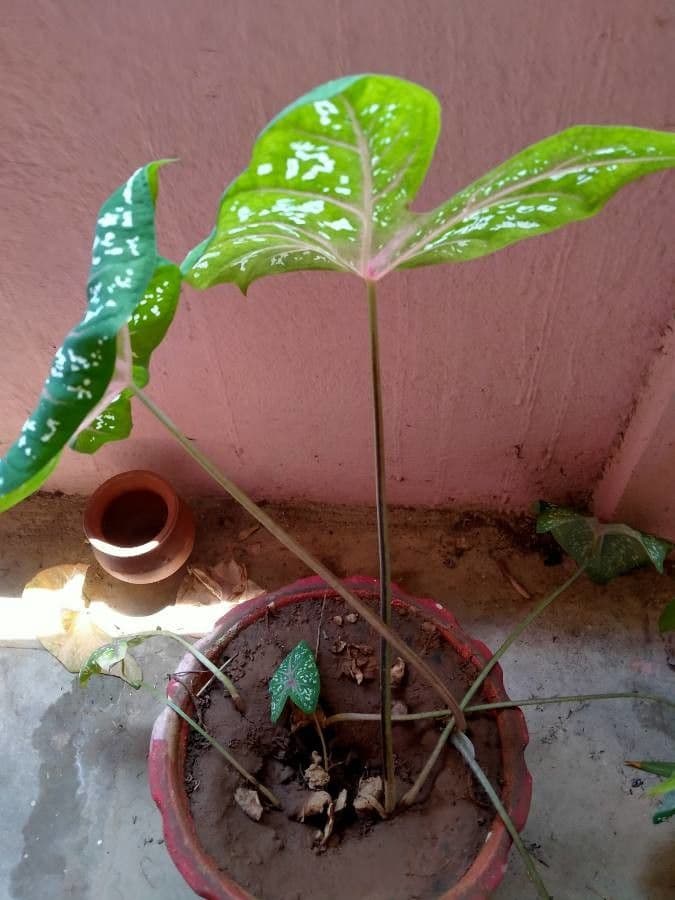 Caladium 23