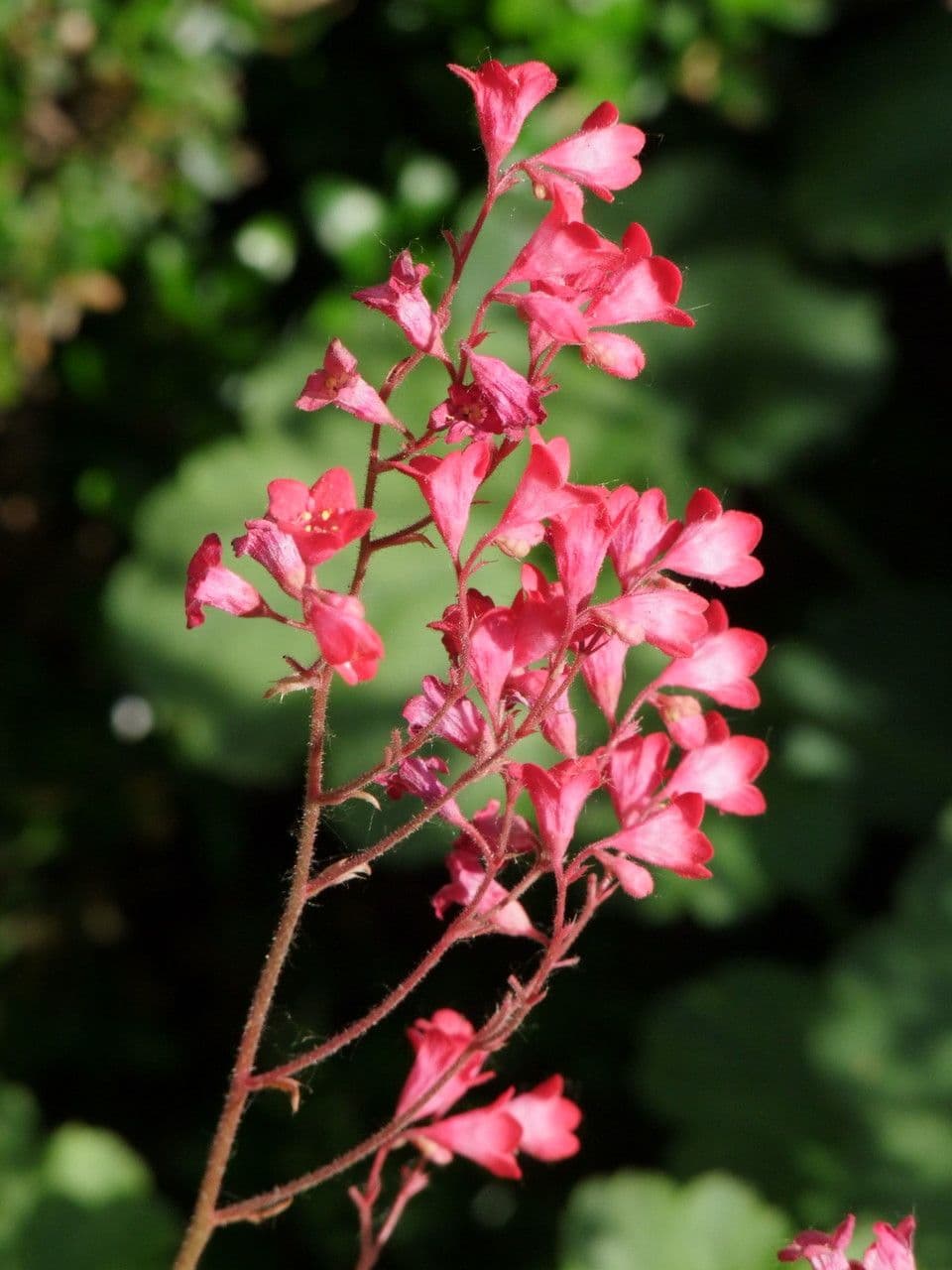 Heuchera 10