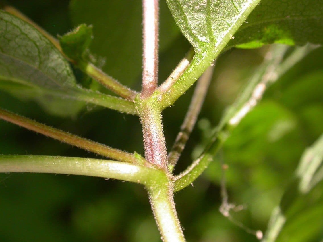 Phryma leptostachya 19