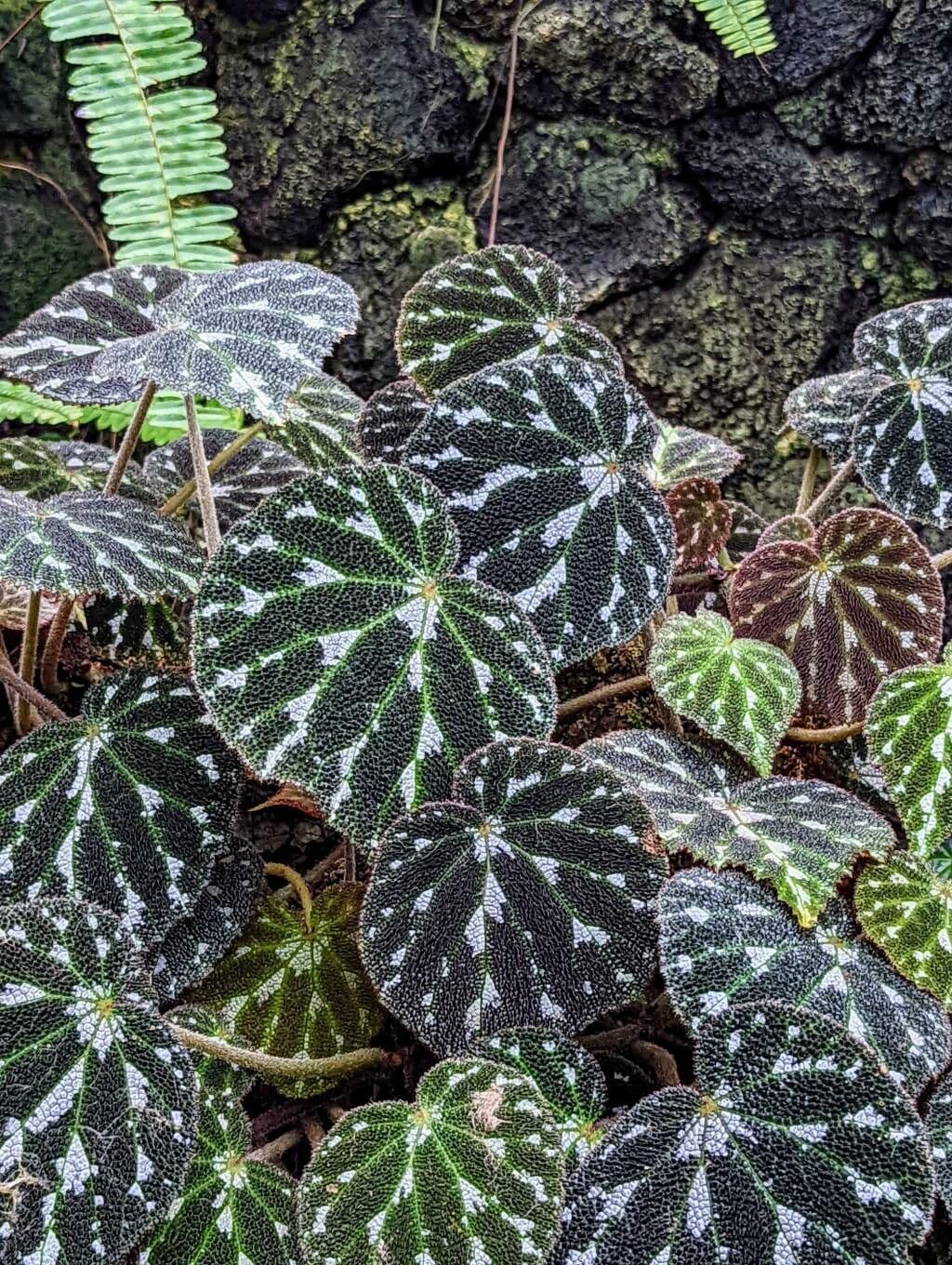 Begonia 4