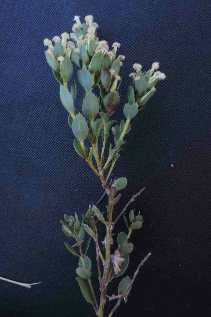 Baccharis