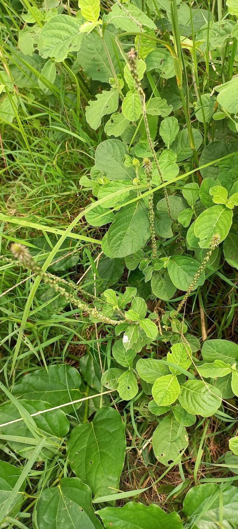 Achyranthes aspera 20
