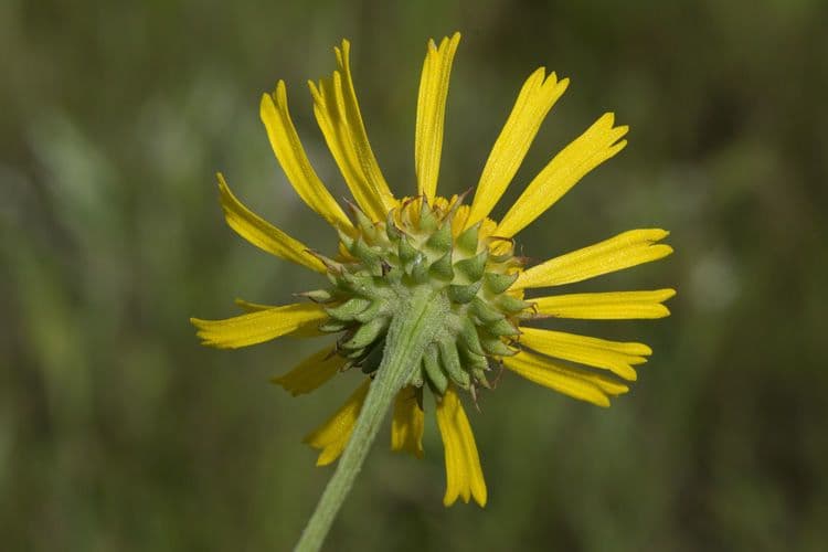 Balduina 4