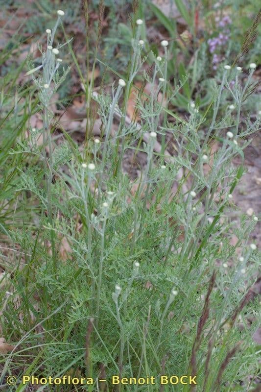 Vrabolček dalmatínsky 6