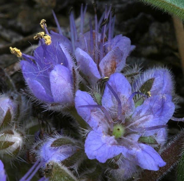 Hydrophyllum 5