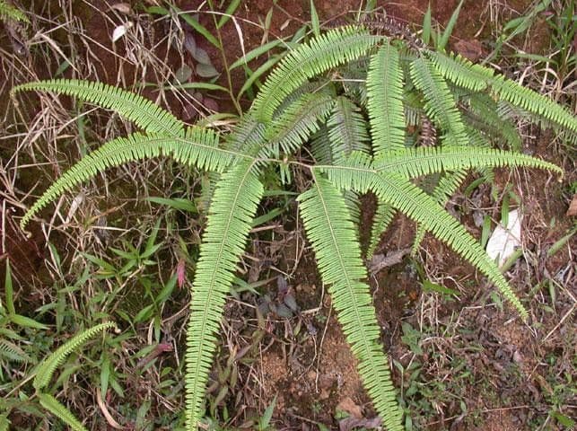 Sticherus 5
