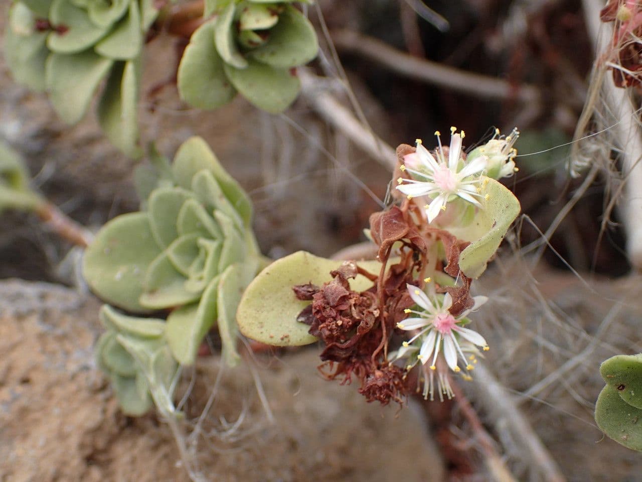 Aeonium