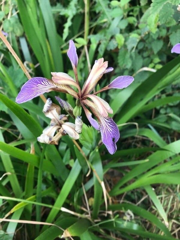 Iris fétide 8