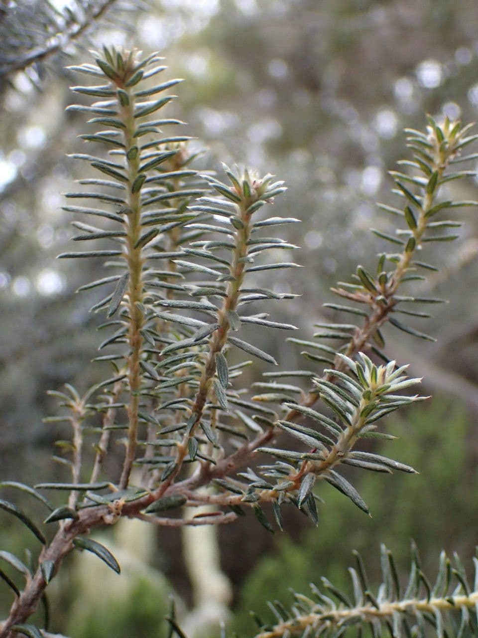 Phylica 22