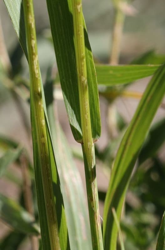Bromus Suksdorfa 5