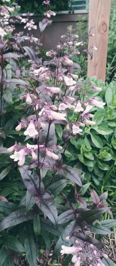 Penstemon hirsutus 4
